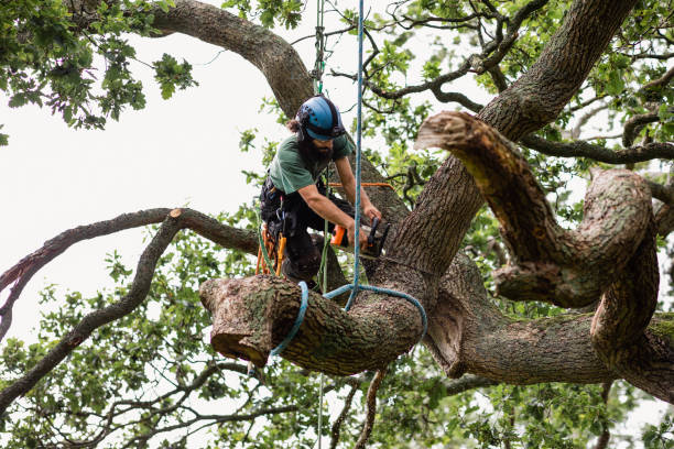 Best Tree and Shrub Care  in USA